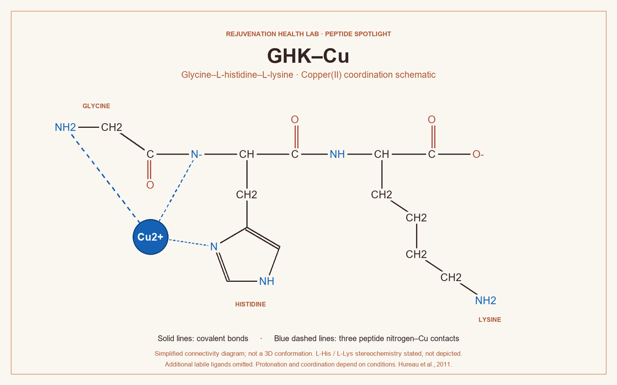 GHK-Cu and AHK-Cu: What Do Skin, Hair, and Healing Studies Actually Show?